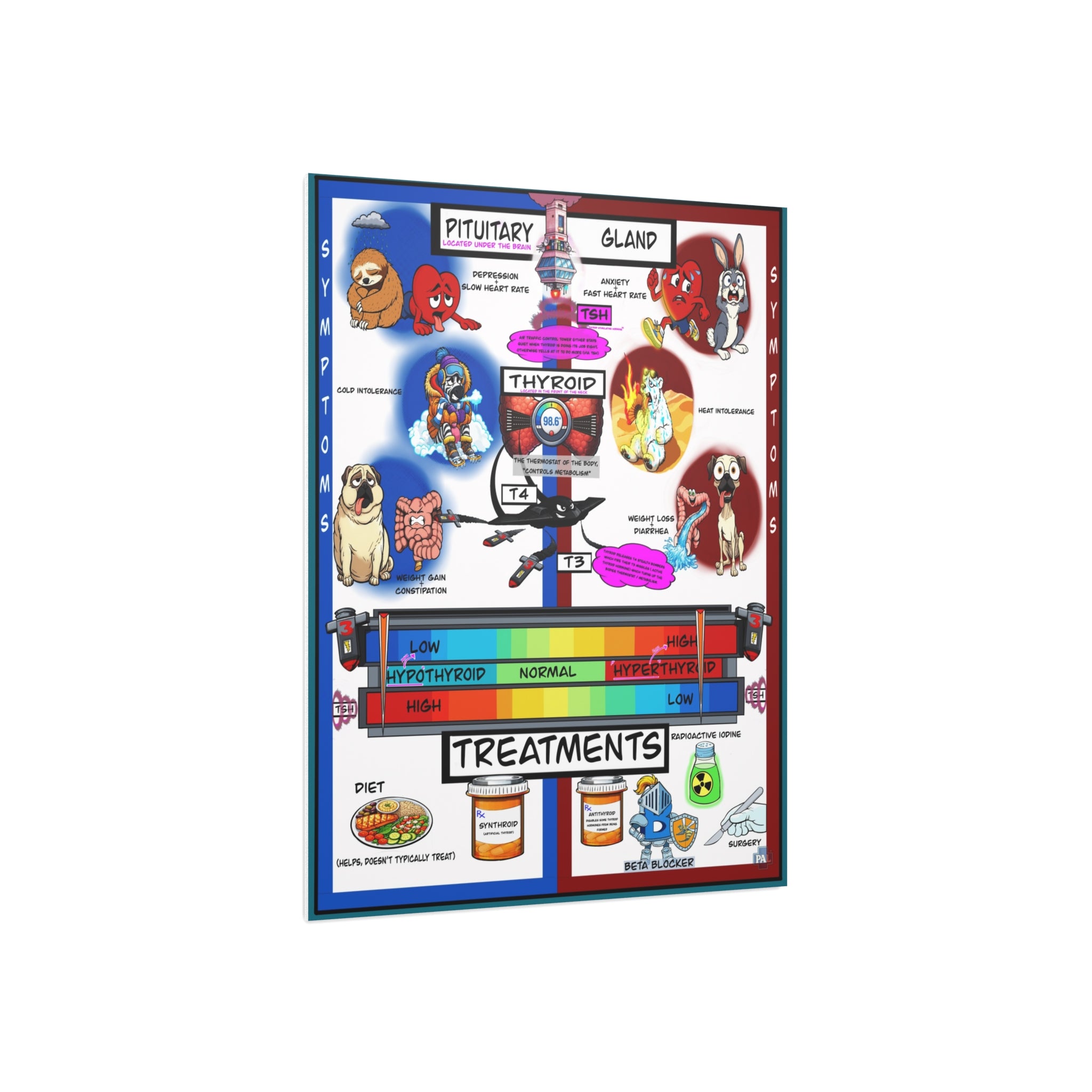 Clinical Thyroid Foam Board education infographic for medical offices