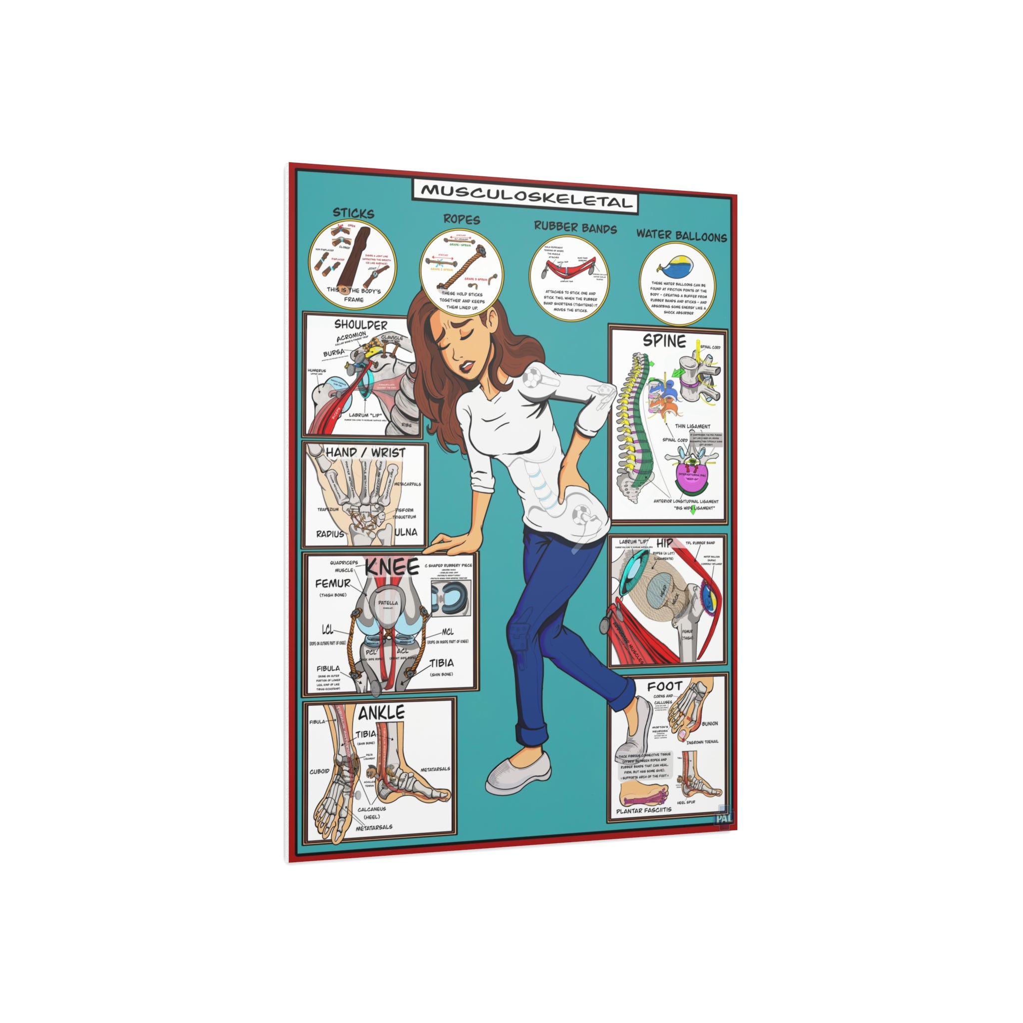 Musculoskeletal Foam Board Patient Education for Clinics and Hospitals