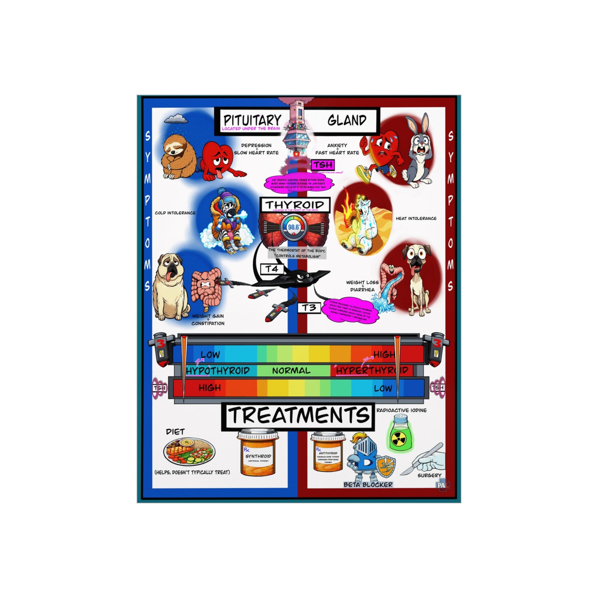 Clinical Thyroid Foam Board education infographic for medical offices